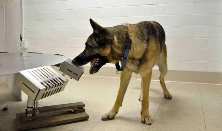 cancer-sniffing-dogs_V_jpg--816x480-3g