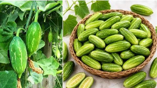 ivy-gourd-wise-1790417139604-600x338-76311790417650
