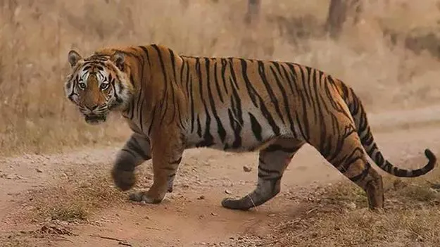 tiger_east_godavari_8c976c2322_V_jpg--625x351-4g