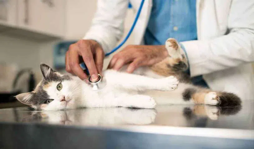 cats_V_jpg--816x480-3g
